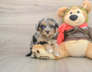 5 week old Mini Pomskydoodle Puppy For Sale - Premier Pups