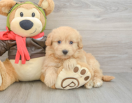 6 week old Mini Pomskydoodle Puppy For Sale - Premier Pups