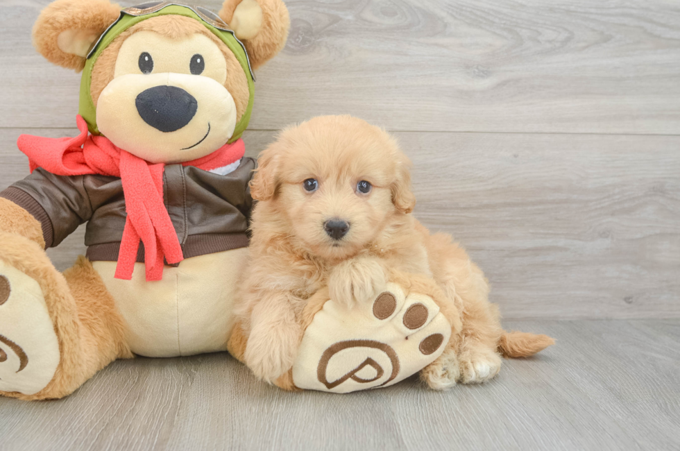 5 week old Mini Pomskydoodle Puppy For Sale - Premier Pups