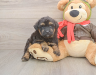 5 week old Mini Pomskydoodle Puppy For Sale - Premier Pups