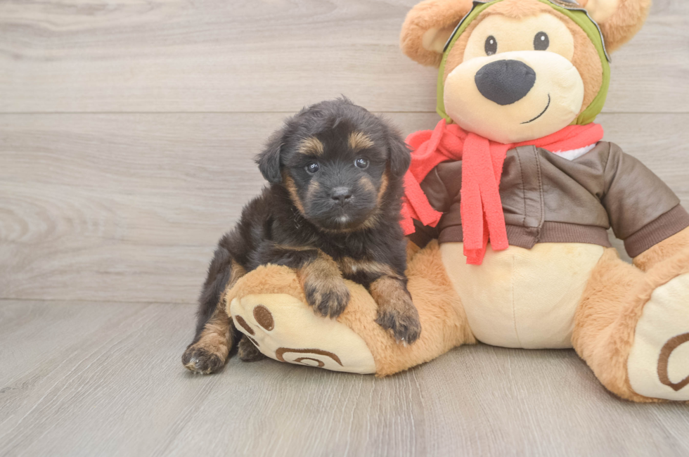 5 week old Mini Pomskydoodle Puppy For Sale - Premier Pups