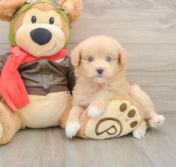 5 week old Mini Pomskydoodle Puppy For Sale - Premier Pups