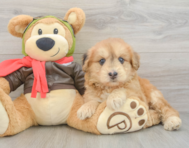 6 week old Mini Pomskydoodle Puppy For Sale - Premier Pups