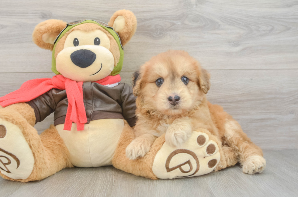 5 week old Mini Pomskydoodle Puppy For Sale - Premier Pups