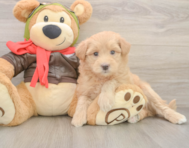 5 week old Mini Pomskydoodle Puppy For Sale - Premier Pups