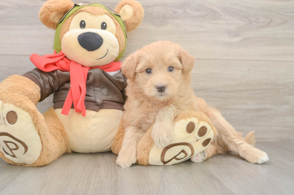 5 week old Mini Pomskydoodle Puppy For Sale - Premier Pups