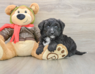 5 week old Mini Pomskydoodle Puppy For Sale - Premier Pups