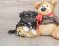 5 week old Mini Pomskydoodle Puppy For Sale - Premier Pups