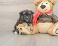 5 week old Mini Pomskydoodle Puppy For Sale - Premier Pups
