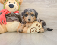6 week old Mini Pomskydoodle Puppy For Sale - Premier Pups