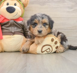 5 week old Mini Pomskydoodle Puppy For Sale - Premier Pups