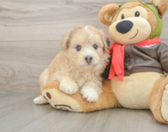 7 week old Mini Pomskydoodle Puppy For Sale - Premier Pups