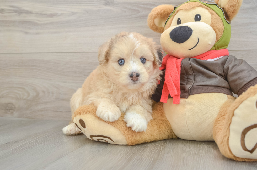 5 week old Mini Pomskydoodle Puppy For Sale - Premier Pups