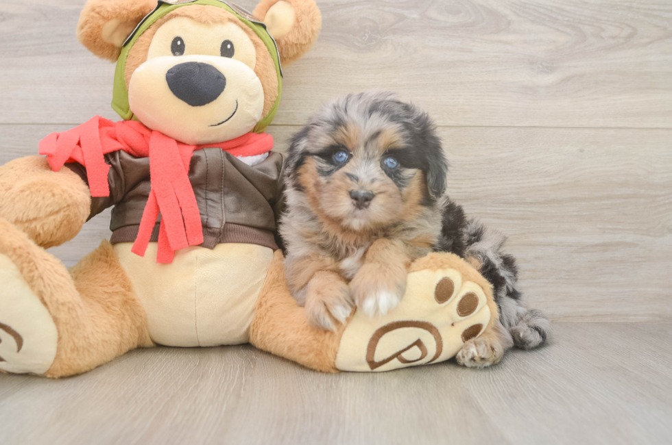 5 week old Mini Pomskydoodle Puppy For Sale - Premier Pups