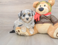 5 week old Mini Pomskydoodle Puppy For Sale - Premier Pups