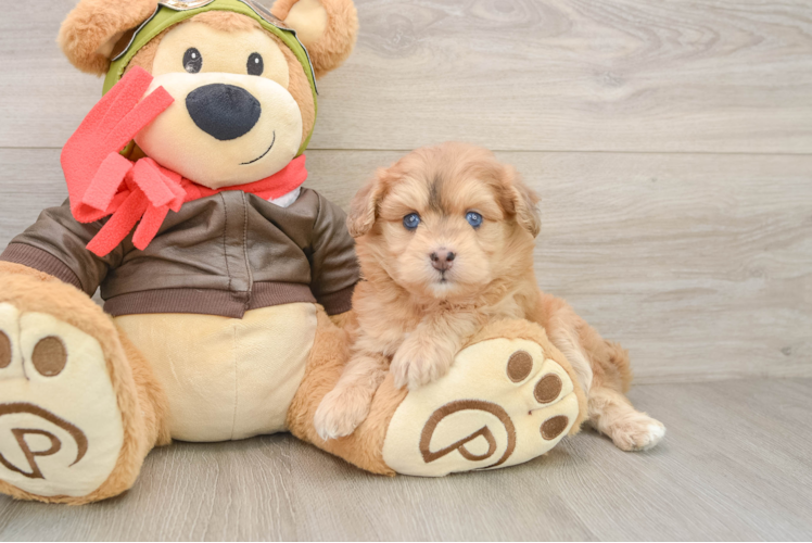 Cute Mini Pomskydoodle Baby