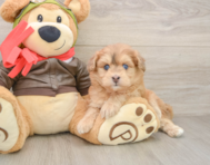 5 week old Mini Pomskydoodle Puppy For Sale - Premier Pups