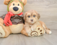 6 week old Mini Pomskydoodle Puppy For Sale - Premier Pups