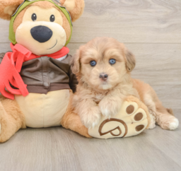6 week old Mini Pomskydoodle Puppy For Sale - Premier Pups