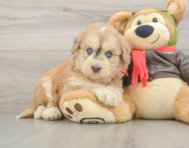6 week old Mini Pomskydoodle Puppy For Sale - Premier Pups