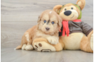 Mini Pomskydoodle Puppy for Adoption