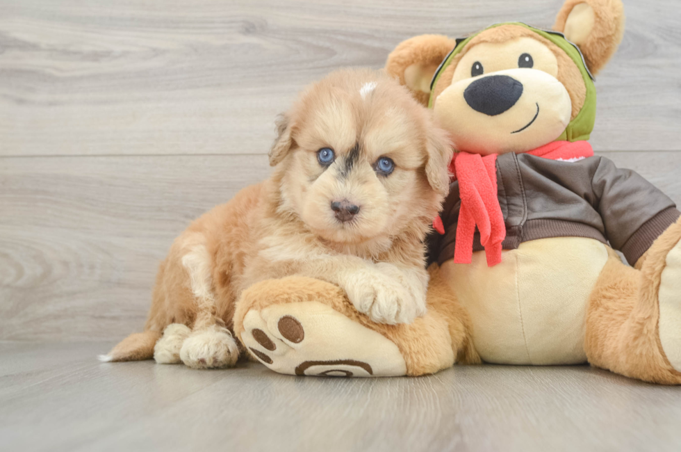 5 week old Mini Pomskydoodle Puppy For Sale - Premier Pups