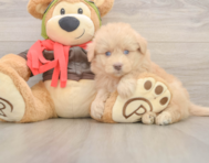 5 week old Mini Pomskydoodle Puppy For Sale - Premier Pups