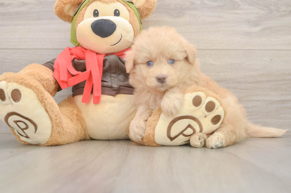 5 week old Mini Pomskydoodle Puppy For Sale - Premier Pups