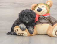 5 week old Mini Pomskydoodle Puppy For Sale - Premier Pups