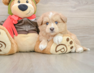5 week old Mini Pomskydoodle Puppy For Sale - Premier Pups