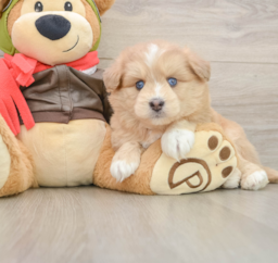 8 week old Mini Pomskydoodle Puppy For Sale - Premier Pups
