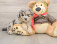 6 week old Mini Pomskydoodle Puppy For Sale - Premier Pups