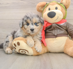 5 week old Mini Pomskydoodle Puppy For Sale - Premier Pups