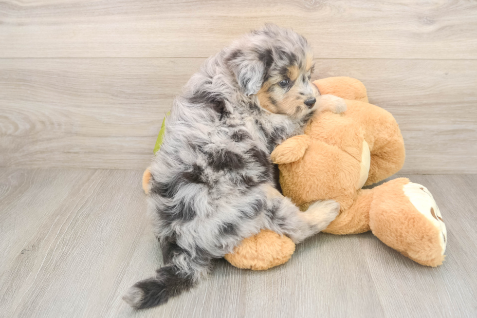 Best Mini Pomskydoodle Baby