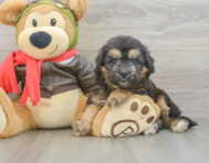 6 week old Mini Pomskydoodle Puppy For Sale - Premier Pups