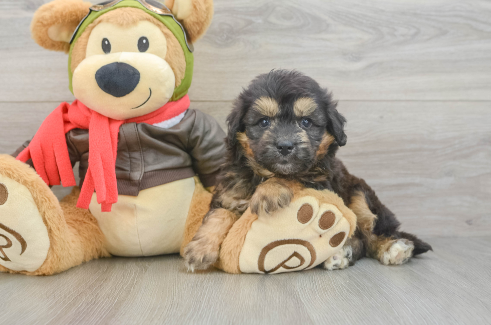 5 week old Mini Pomskydoodle Puppy For Sale - Premier Pups