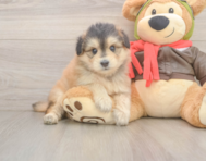 5 week old Mini Pomskydoodle Puppy For Sale - Premier Pups