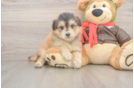 Mini Pomskydoodle Puppy for Adoption