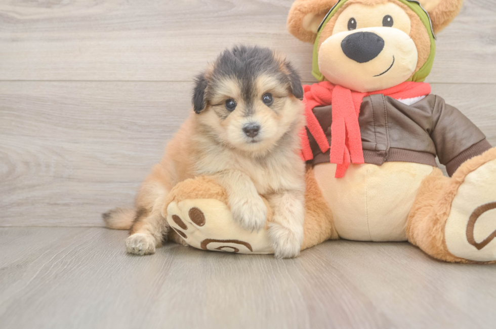 5 week old Mini Pomskydoodle Puppy For Sale - Premier Pups