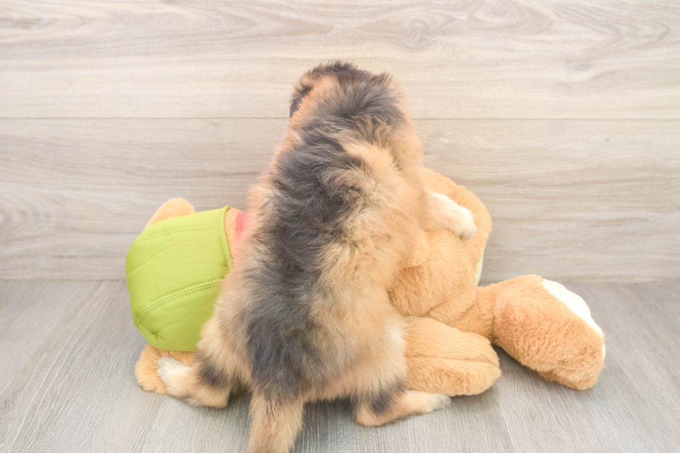Energetic Mini Pomskydoodle Poodle Mix Puppy