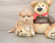5 week old Mini Pomskydoodle Puppy For Sale - Premier Pups