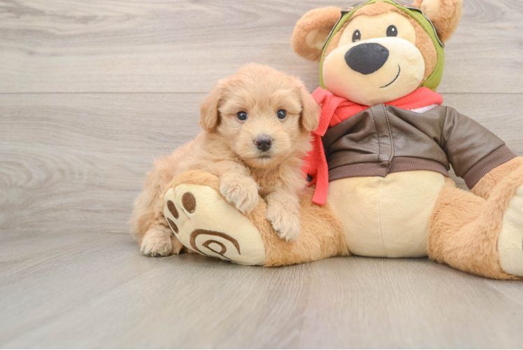 Playful Pomsky Doodle Poodle Mix Puppy