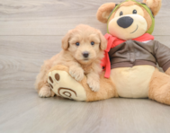 6 week old Mini Pomskydoodle Puppy For Sale - Premier Pups