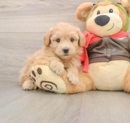 5 week old Mini Pomskydoodle Puppy For Sale - Premier Pups