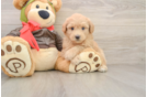 Mini Pomskydoodle Puppy for Adoption