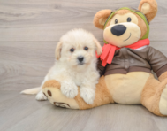 5 week old Mini Pomskydoodle Puppy For Sale - Premier Pups
