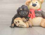 6 week old Mini Pomskydoodle Puppy For Sale - Premier Pups