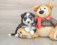 5 week old Mini Pomskydoodle Puppy For Sale - Premier Pups