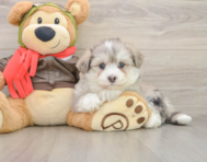 6 week old Mini Pomskydoodle Puppy For Sale - Premier Pups