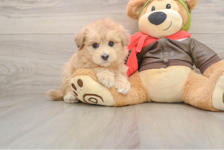 Smart Mini Pomskydoodle Poodle Mix Pup